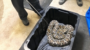 B.C. conservation officers seized a Burmese python on Tuesday. (B.C. Conservation Officer Service/Facebook) 