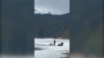 Viewer video, shot by Katie Goldie, shows a bull elk rescue from the Bow River in Banff.