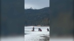 Daring rescue of an elk from the Bow River