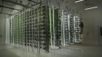 An example of a vertical farm. (File image)