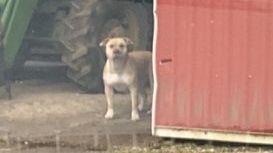 Police included photos of the dog they say the public should not approach. (Submitted/OPP)