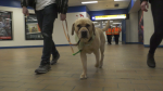 Wellness dog 'Yoghurt' walks through the pedways around Churchill LRT Station on March 28.  (Cam Wiebe/CTV News Edmonton)