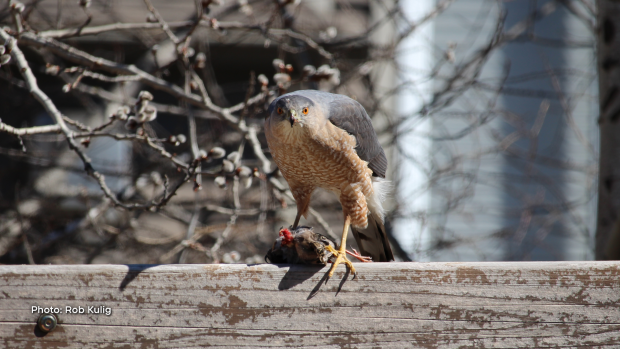 A Cooper's Hawk enjoying a 'backyard snack' Sunday afternoon in Findlay Creek. (Rob Kulig/CTV Viewer)
