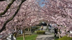 Cherry blossoms in David Lam Park are seen in this photo from the Vancouver Cherry Blossom Festival website. (vcbf.ca)