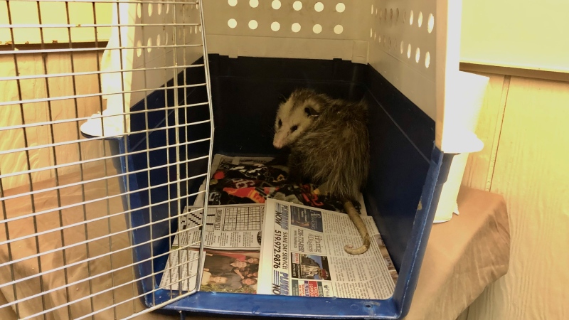 Rescued opossum and other birds and animals are treated and rehabilitated at Erie Wildlife Rescue on Tecumseh Road East in Windsor, Ont., on Thursday, March 28, 2024. (Gary Archibald/CTV News Windsor)