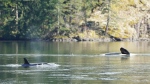 A killer whale and its calf are shown in a lagoon near Zeballos, B.C. in a handout photo. Experts are reconsidering their options for a rescue plan for a young killer whale trapped by the tide in a remote lagoon off Northern Vancouver Island. (Jared Towers / Bay Cetology)