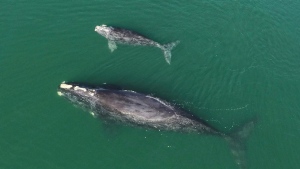 An international environmental organization says it is concerning that at least three of the 19 North Atlantic right whale calves born this season have died this year. This Jan. 19, 2021 photo provided by the Georgia Department of Natural Resources shows a North Atlantic right whale mother and calf in waters near Wassaw Island, Ga. THE CANADIAN PRESS/AP-Georgia Department of Natural Resources/NOAA Permit #20556 via AP