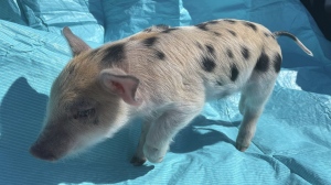 This photo provided by the St. Paul Saints shows a pig named Ozempig on Thursday, March 28, at a farm in Wisconsin. (St. Paul Saints Baseball via AP)
