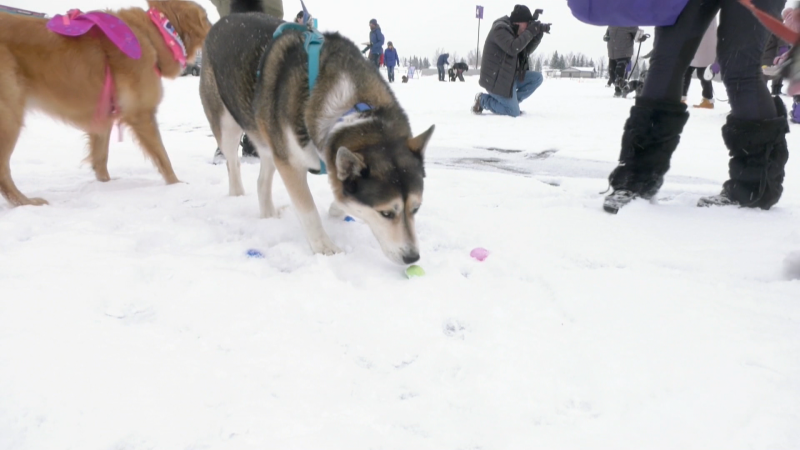 The National Service Dog Easter Egg Hunt took place at Calaway Park in Calgary on March 29, 2024. (CTV News) 