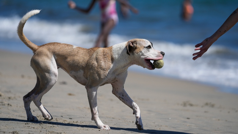 A dog returns its ball to a woman on a beach on Thursday, July 20, 2023, in Long Beach, Calif. (AP Photo/Ashley Landis) 