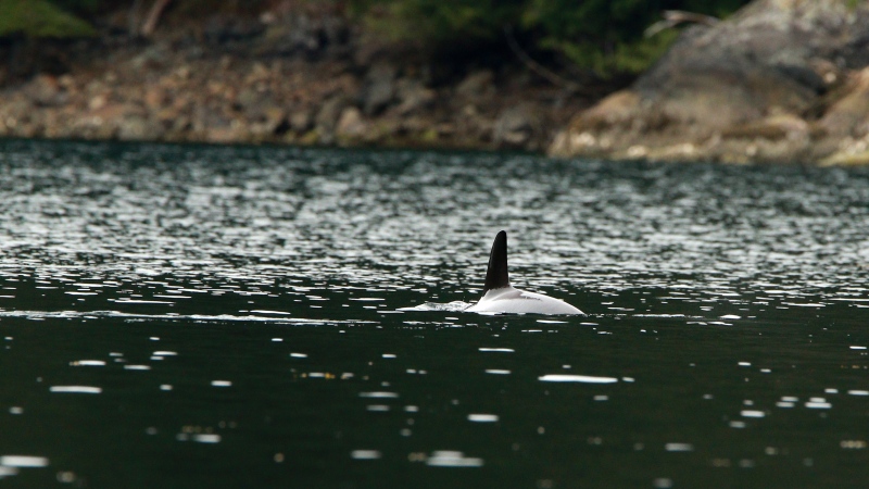The orphaned orca calf who has been stranded after its pregnant mother died after being caught when the tide went out more than a week ago is spotted in a lagoon near Zeballos, B.C., on Monday April 1, 2024. THE CANADIAN PRESS/Chad Hipolito