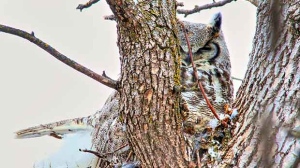 Great Horned Owl sitting on her nest. Photo by Allan Robertson.
