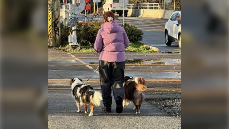 Police are trying to identify the owner of an Australian shepherd that allegedly attacked a jogger in North Vancouver, B.C., on March 27, 2024. (Handout) 