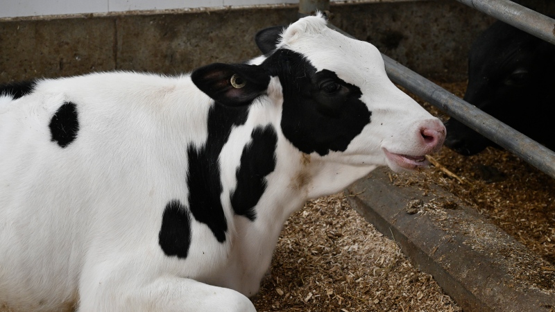 FILE: A calf in a dairy farm, Tuesday, January 23, 2024. THE CANADIAN PRESS/Jacques Boissinot