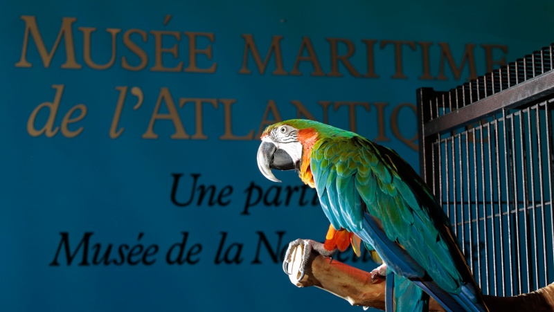 Merlin the Macaw is pictured. (Source: Communications Nova Scotia)