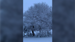 7 a.m. snowfall in Mulmur Ont., on April., 4, 2024. (Source: Christine Taylor-Reaburn)