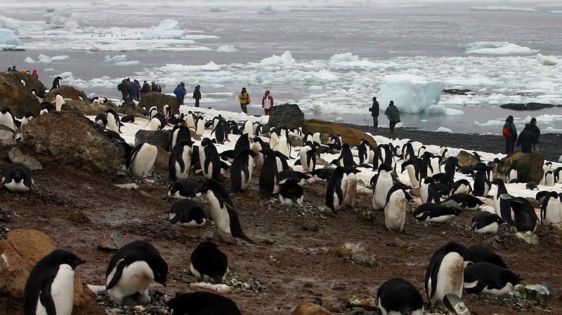 In this file photo dated Dec. 12, 2005, tourists observe scores of Adelie penguins gathered at Brown Bluff on the northern tip of the Antarctic Peninsula. (AP Photo / Brian Witte, FILE)