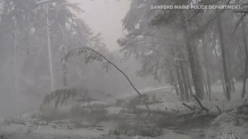 Close call with falling tree covered in snow