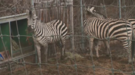 WATCH:: Saskatoon Farm Park and Zoo manager Jeff Mitchell talks about three new zebras in the park.
