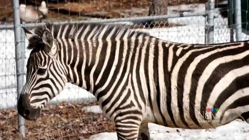 Seized Zebras find forever home in Saskatoon zoo