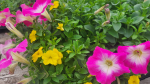 Petunias are seen in this photo. (Photo courtesy of Plant Ranch) 