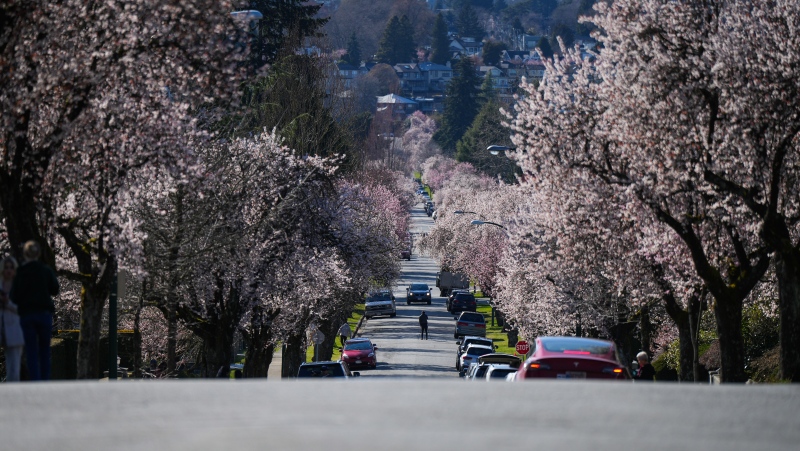 A person stands in the middle of the street while photographing cherry blossom trees in Vancouver, on Tuesday, April 4, 2023. THE CANADIAN PRESS/Darryl Dyck