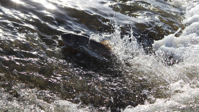 The Arm River crossing saw fish travel upstream across the road for their spawning season. (David Prisciak/CTV News)