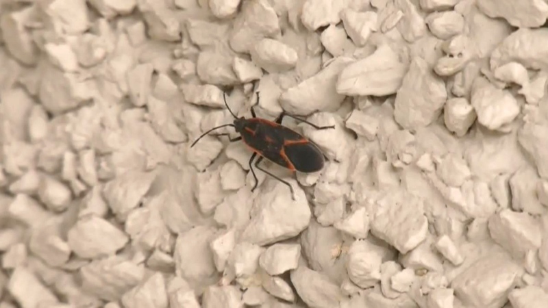 Saskatoon property 'crawls' with maple bugs