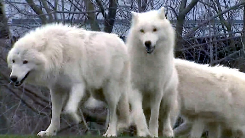 Toronto Zoo wolves