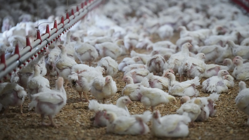 Is it safe to eat eggs, dairy during the latest bird flu outbreak?