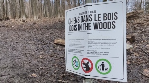 Westmount to crack down on off-leash dogs following complaints (CTV News)