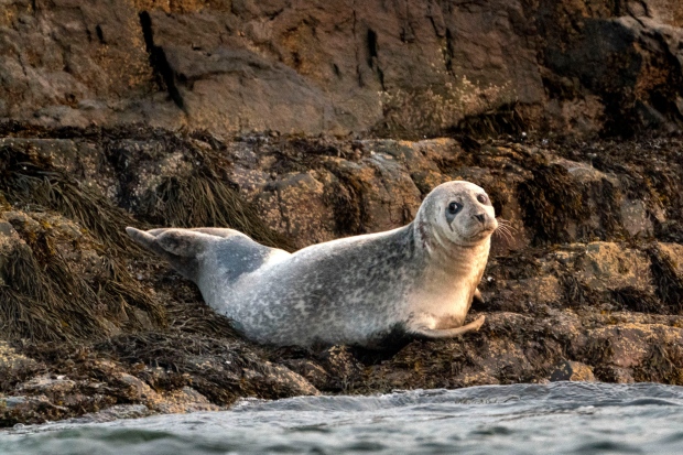 A grey seal (Robert F. Bukaty / AP Photo)
