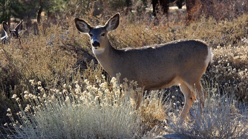 A stock photo shows a mule deer doe near Small Meadows, California.