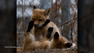 Fox kits out playing in Ottawa West on Apr. 8, 2024. (Danielle Lord/CTV Viewer)