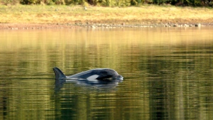 A female orphaned two-year-old orca calf known as kwiisahi?is or Brave Little Hunter, continues to live in a lagoon near Zeballos, B.C., on Tuesday, April 9, 2024. THE CANADIAN PRESS/Chad Hipolito
