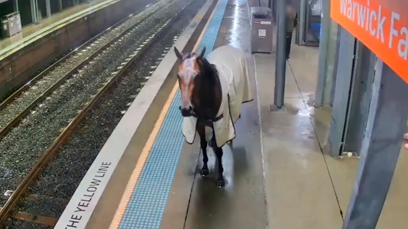 A horse is seen wandering on the platform of a train station in Warwick Farm, Australia, on April 5, 2024.  (Source: Transport for NSW via Storyful)