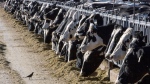 Dairy cattle feed at a farm on March 31, 2017 near Vado, N.M. (Rodrigo Abd / AP Photo) 