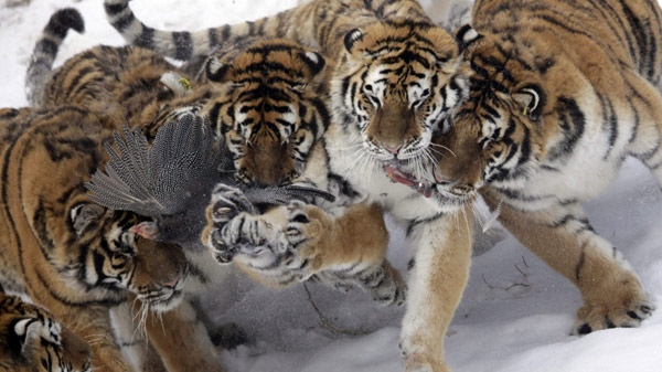 Endangered Siberian tigers fight for a wild bird at the Harbin Tiger Park in Harbin in northeastern China's Heilongjiang province, Friday, Jan. 8, 2010. (AP / Ng Han Guan)