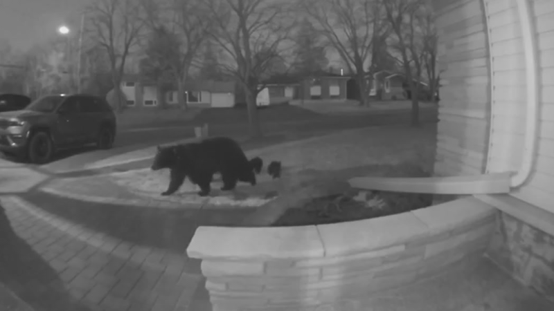 Mama bear and three cubs on Selkirk Street in the Donovan area of Greater Sudbury captured on outdoor security camera video. April 10, 2024