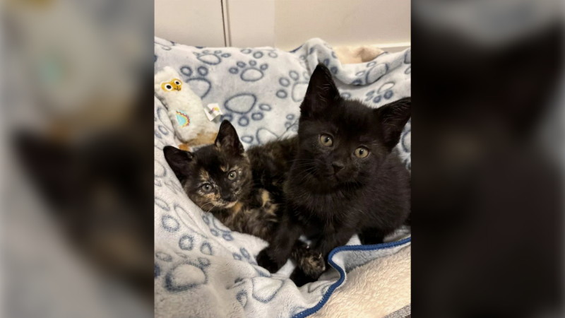 Seven-week-old Ember and Ash are shown in an undated image. They are both up for adoption through Winnipeg Kitten Adoption. (Source: Winnipeg Kitten Adoption)