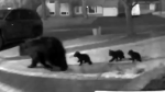 Doorbell video shows family of black bears