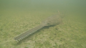 The endangered smalltooth sawfish, marine creatures virtually unchanged for millions of years, are exhibiting erratic spinning behavior and dying in unusual numbers in Florida waters. NOAA/Handout/AP via CNN Newsource