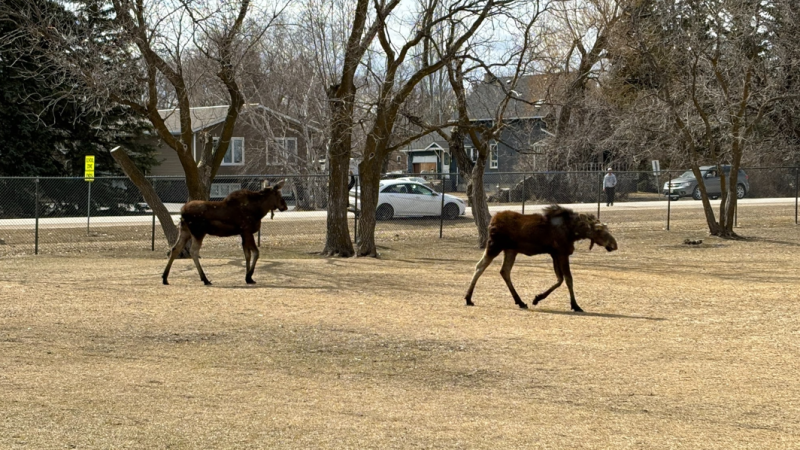 Two moose sighted in Oakville, Man. on Apr. 12, 2024 (Ashley Tully) 
