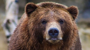A stock photo of a bear. (Unsplash/Becca)