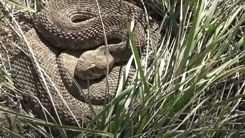 Rattlesnakes are emerging from winter hibernation, after one snake expert reported a sighting earlier this week in the coulees around Lethbridge