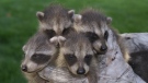 A wildlife control worker handles baby raccoons. (Skedaddle Humane Wildlife Control) 