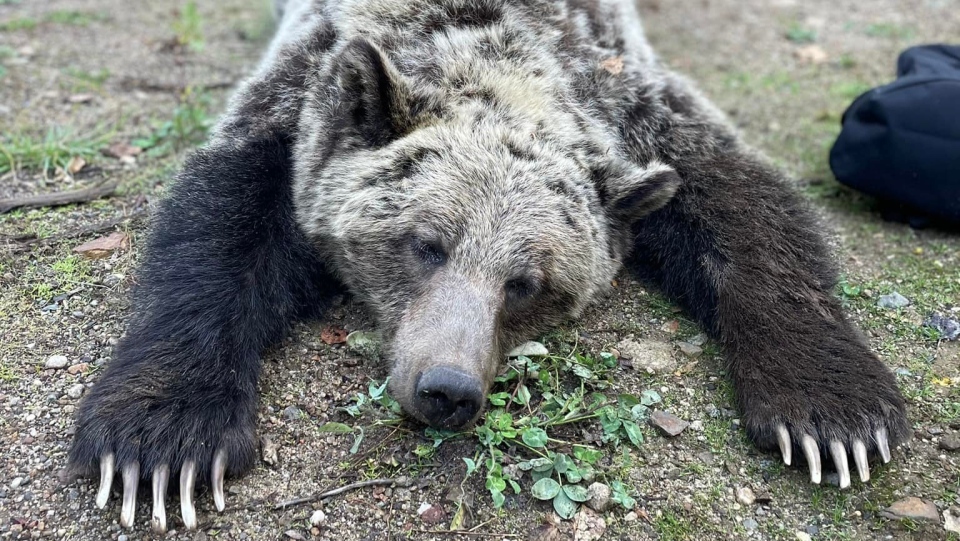 Grizzly bear relocated with cubs