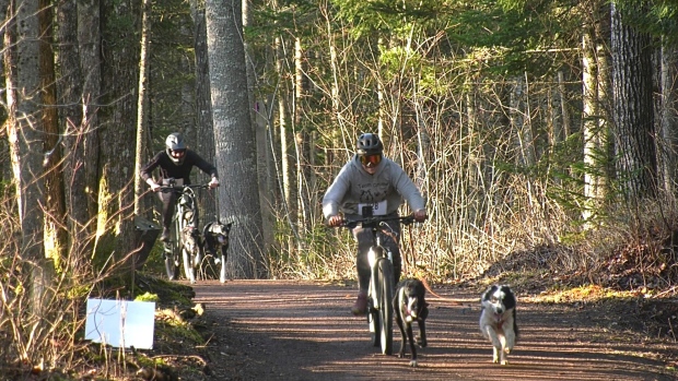 People race on bikes with their dogs through Moncton's Mapleton Park for the Fast Fox Race. (Alana Pickrell/CTV Atlantic)