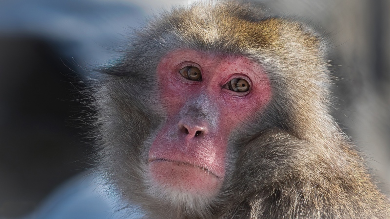A Quebec zoo took advantage of last Monday's total solar eclipse to study the behaviours of some of its animals. A Japanese macaque looks on at the Granby Zoo in Granby, Que., in a Jan. 17, 2024, handout photo. The zoo's research and conservation department was approached by an astrophysics professor from the Université du Québec à Montréal about taking part in an animal behaviour study and collecting data on how they reacted during the rare phenomenon. (Granby Zoo, Keith Bartlett)