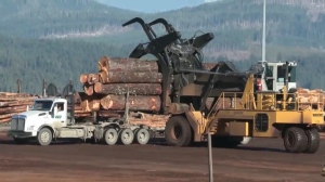 An undated photo of forestry operations. (File photo/CTV News Northern Ontario)